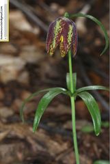 Fritillaria maximowiczii