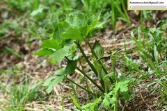 Arisaema amurense
