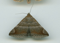 Buzara onelia