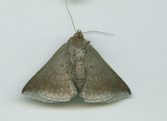 Buzara onelia