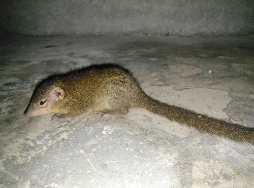 Northern Treeshrew, V9RX+CPF, latpanchar, Latpanechar Forest, West Bengal 734008, India, photo 7 of 10