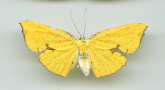 Corymica spatiosa