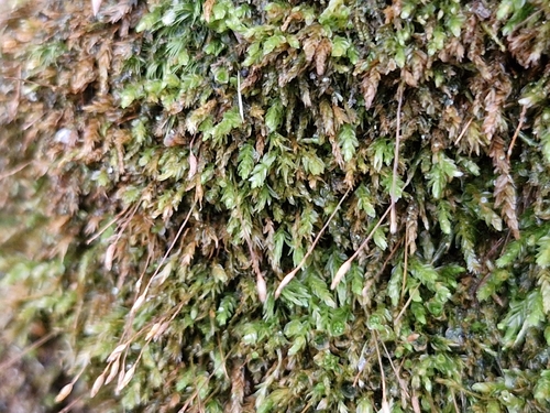 Tetraphis pellucida observed 2026-10-20