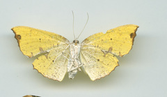 Corymica spatiosa