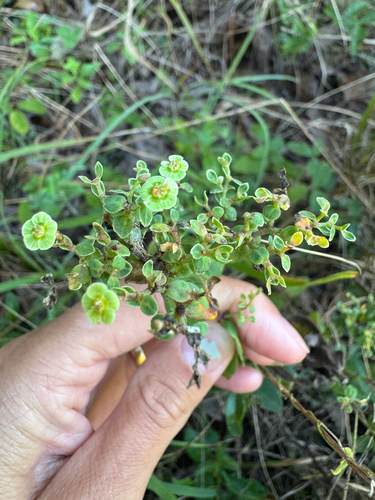 Euphorbia corollata, 2026-10-14