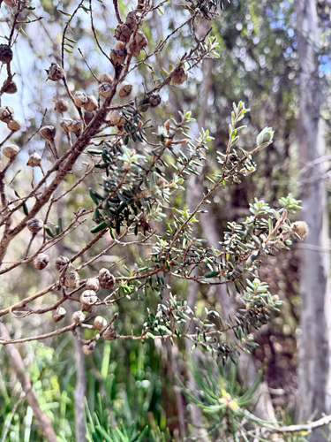 Leptospermum lanigerum observed 2026-10-20
