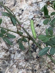 Indigofera vicioides