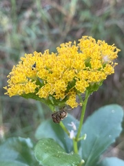 Senecio pleistocephalus