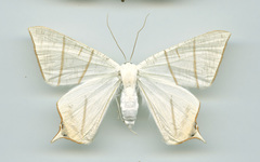 Ourapteryx clara