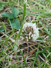 Trifolium repens