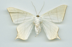 Ourapteryx clara