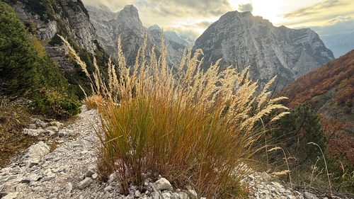 Achnatherum calamagrostis, 2026-10-19