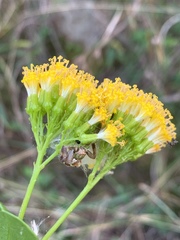 Senecio pleistocephalus