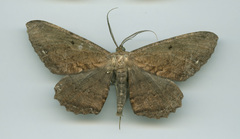 Chorodna creataria