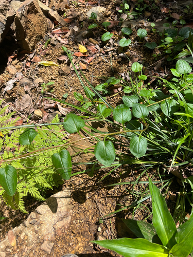 Hackelia latifolia, 2026-10-20