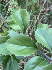 Senecio pleistocephalus