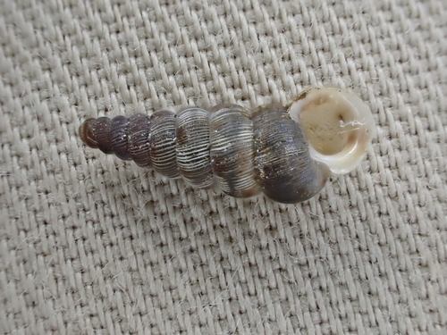 Cochlostoma acutum
