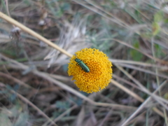 Psilothrix viridicoerulea