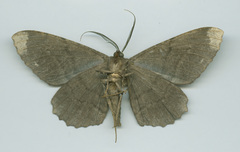 Chorodna creataria