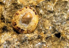 Patella ulyssiponensis