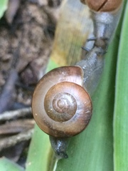Sheldoniinae