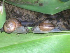 Sheldoniinae