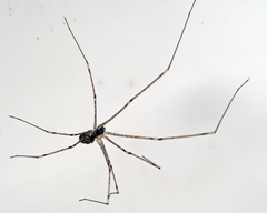 Holocnemus pluchei