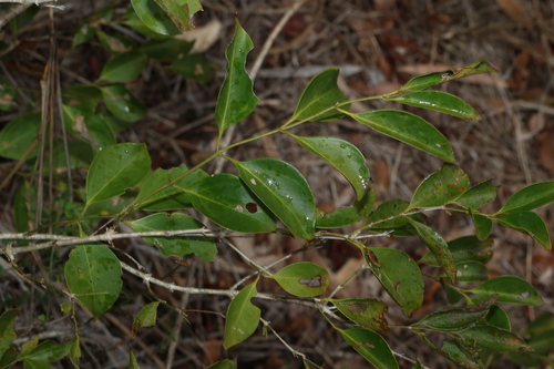 Jasminum simplicifolium observed 2026-10-20