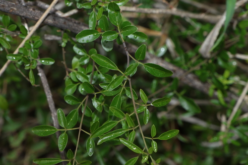 Jasminum didymum observed 2026-10-20