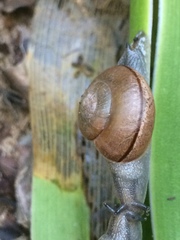 Sheldoniinae