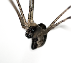 Holocnemus pluchei