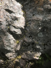 Angiospermae