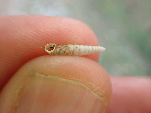 Ruthenica filograna