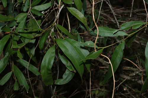 Acacia fasciculifera, 2026-10-20