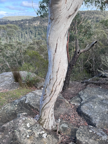 Eucalyptus signata observed 2026-10-15