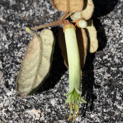 Correa reflexa reflexa