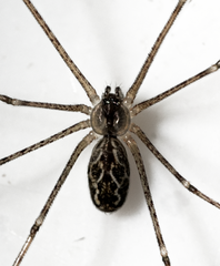 Holocnemus pluchei
