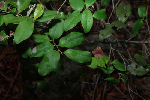 Diospyros geminata observed 2026-10-20