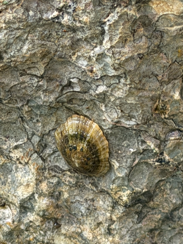 Patella caerulea observed 2026-10-17