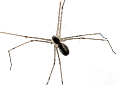 Holocnemus pluchei