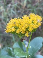 Senecio pleistocephalus
