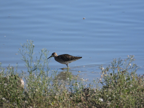 iNaturalist image