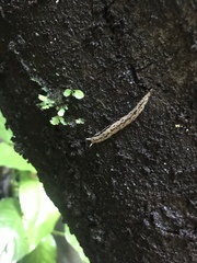 Meghimatium pictum