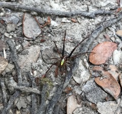 Novaranea queribunda
