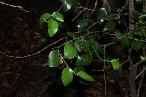 Exocarpos latifolius observed 2026-10-20
