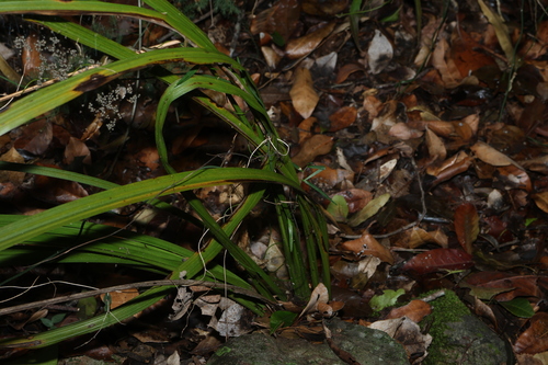 Gymnostachys anceps, 2026-10-20