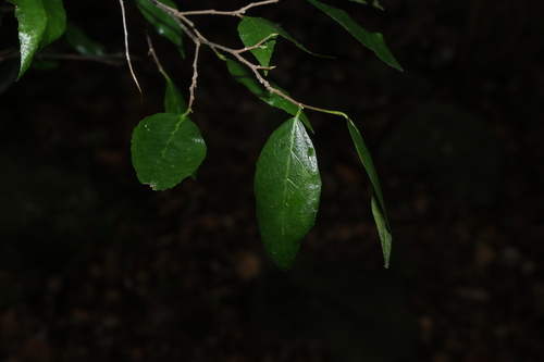 Paratrophis pendulina observed 2026-10-20