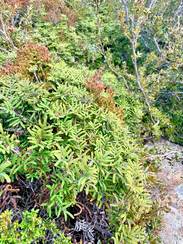 Gleichenia dicarpa observed 2026-10-20