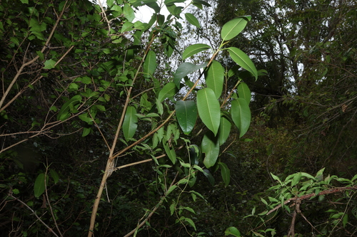 Ficus rubiginosa observed 2026-10-20
