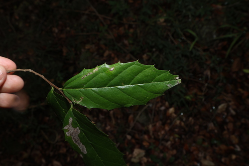 Asbestos tree (Aphananthe philippinensis)
